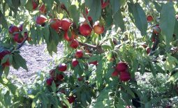 Fitokondi gyümölcstermesztés – őszibarack