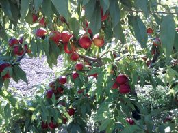 Fitokondi gyümölcstermesztés – őszibarack
